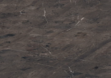 Керамогранит Breccia Imperiale 320x160х12 Natural фото №1