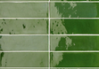 Керамограніт Tbrick 52x160x10 Forest Glossy фото №2